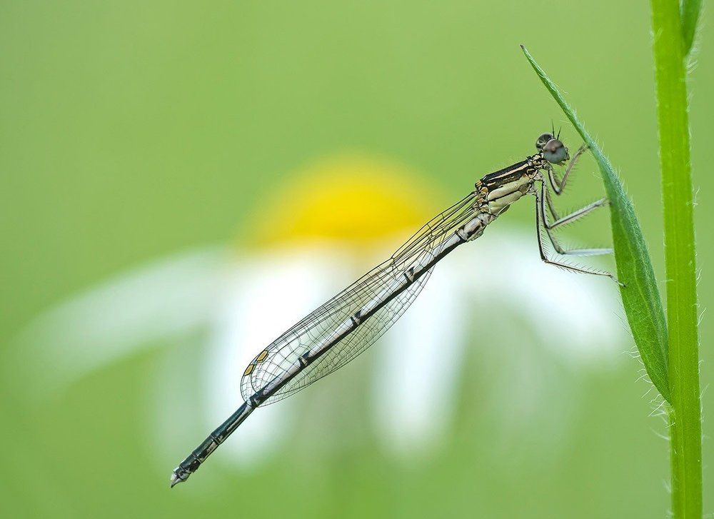 На ромашковой поляне