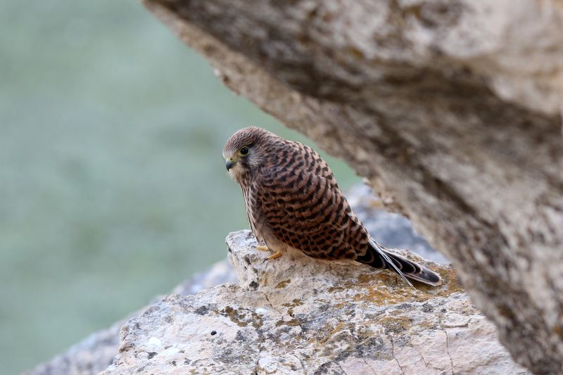 Alexander Chudesenko, Russia