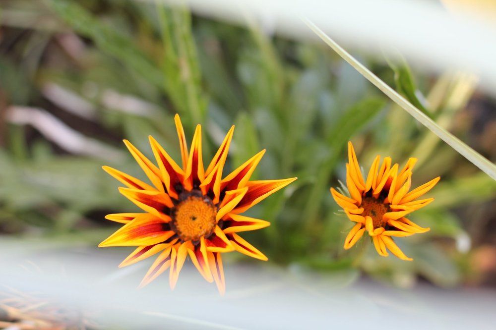 Последние цветы