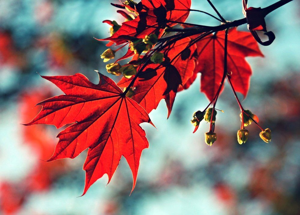 Red maple blooms