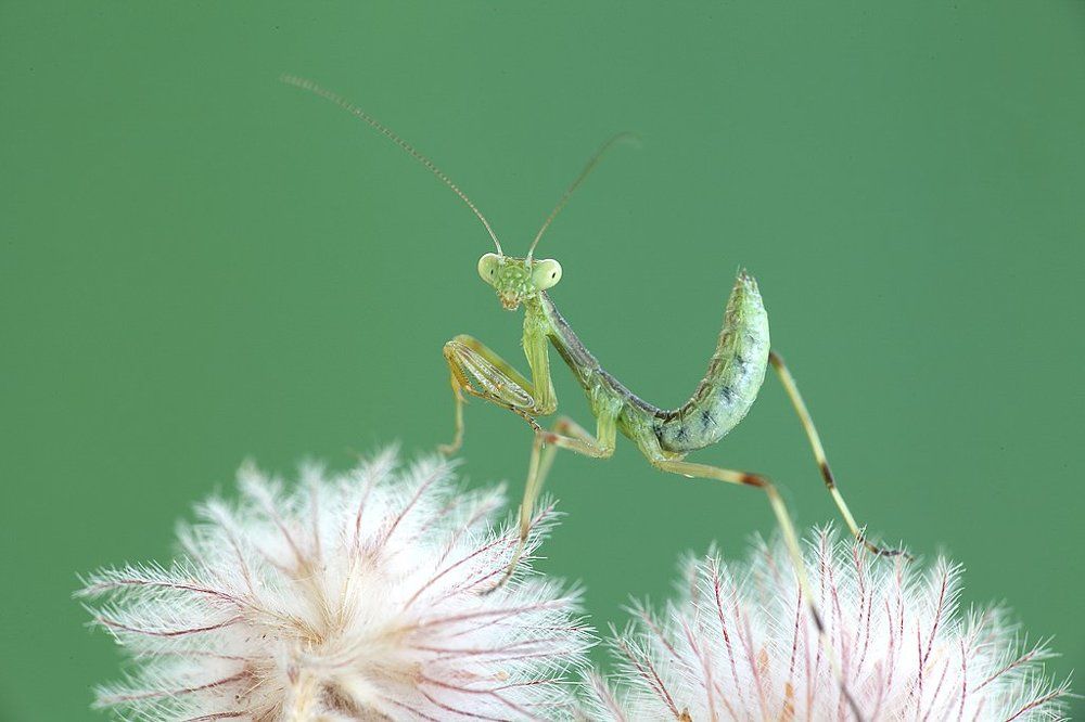 Фотомодель