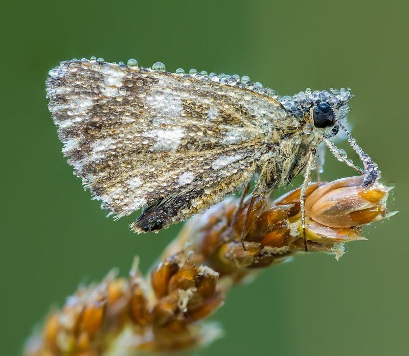 Serhii Miroshnyk, Ukraine