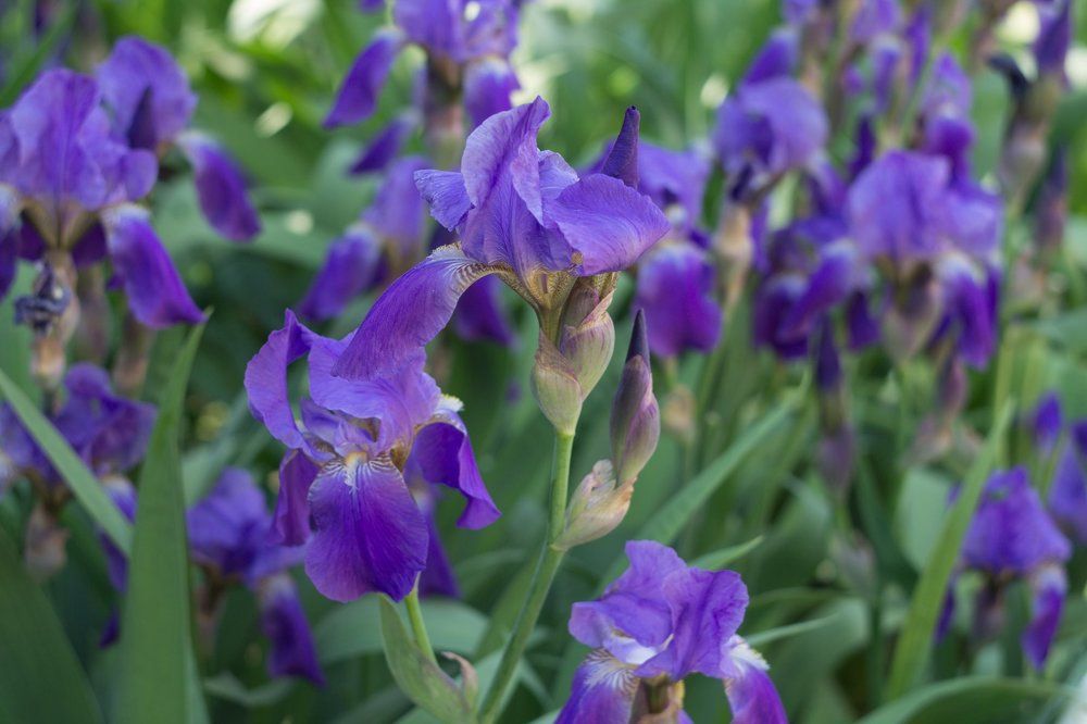 Ирисы