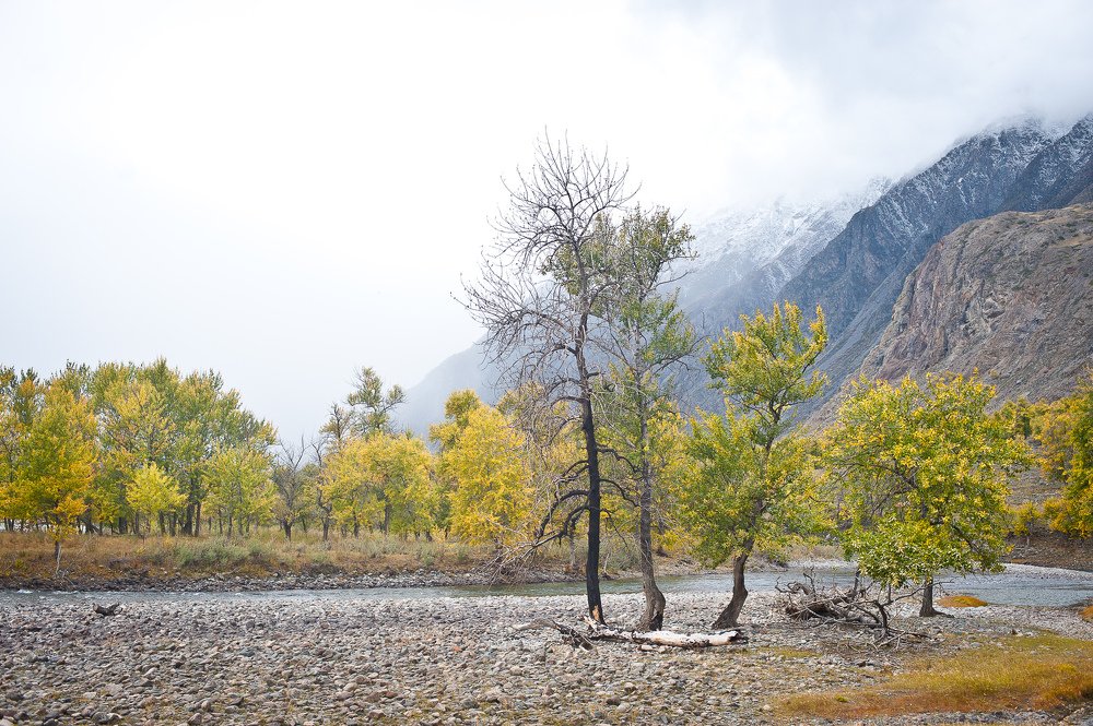 Мертвое дерево