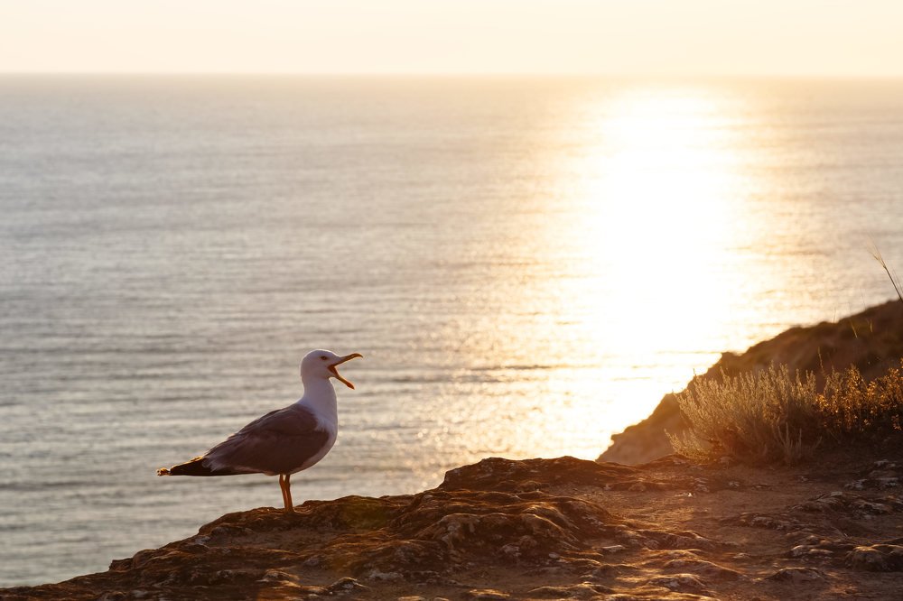 Чайка на закате