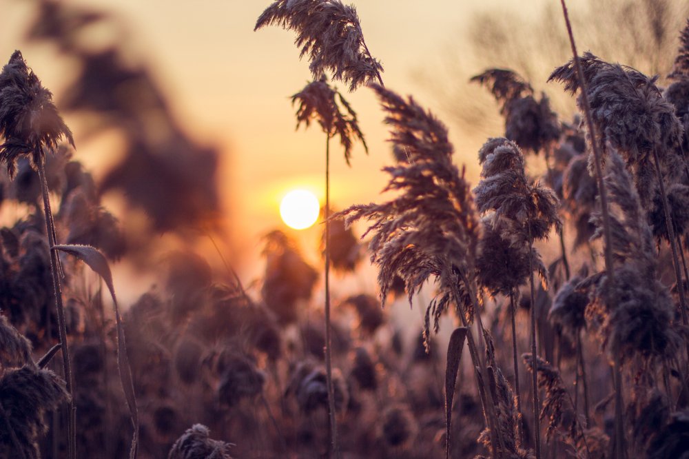 Морозный рассвет