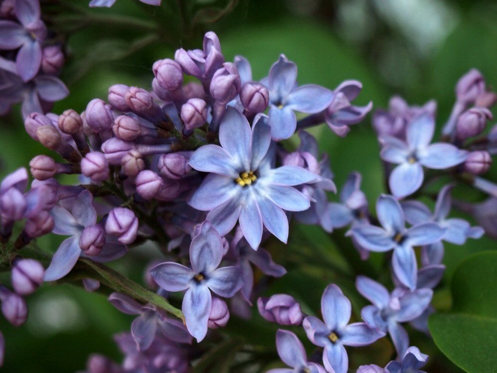 Каприз природы. Счастье на двоих.