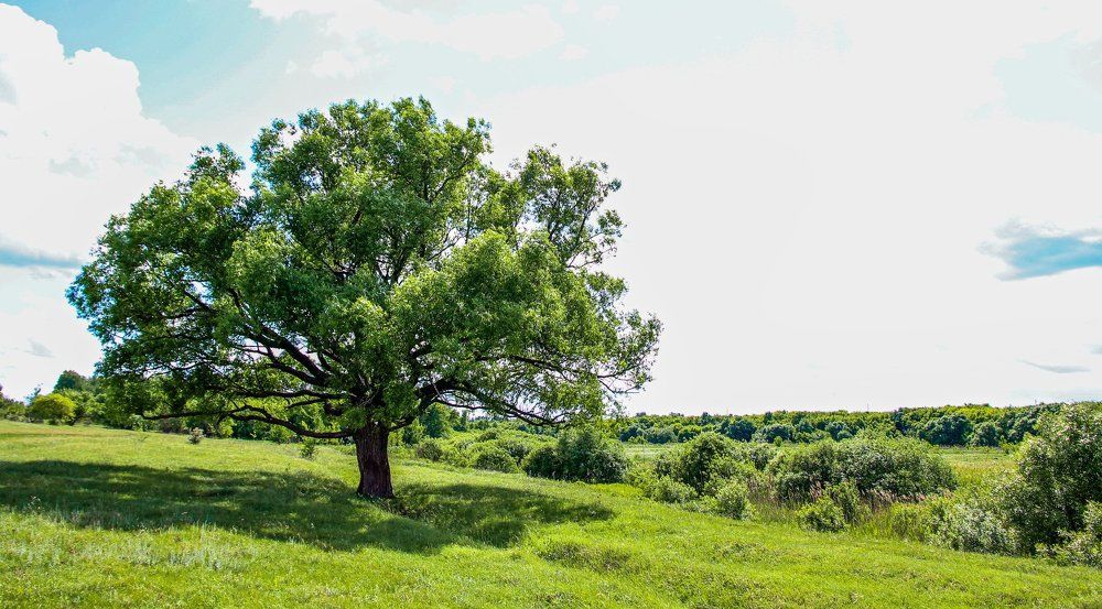 одинокое дерево