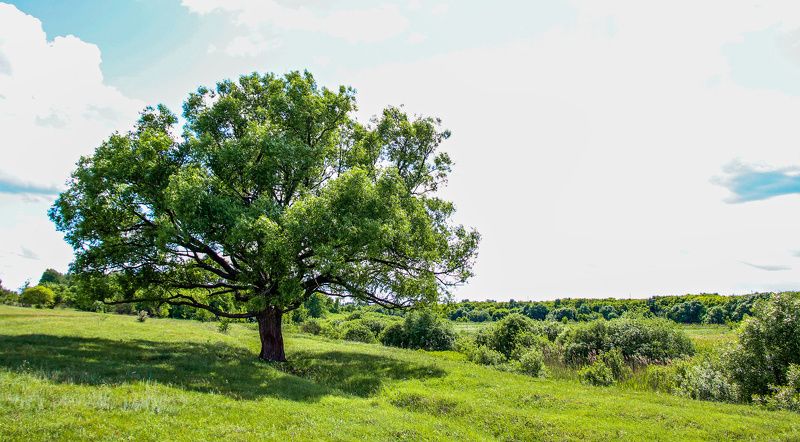 Трунов Николай, Russia