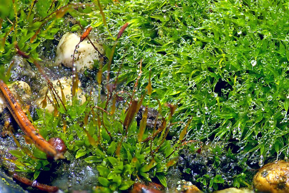 После дождя