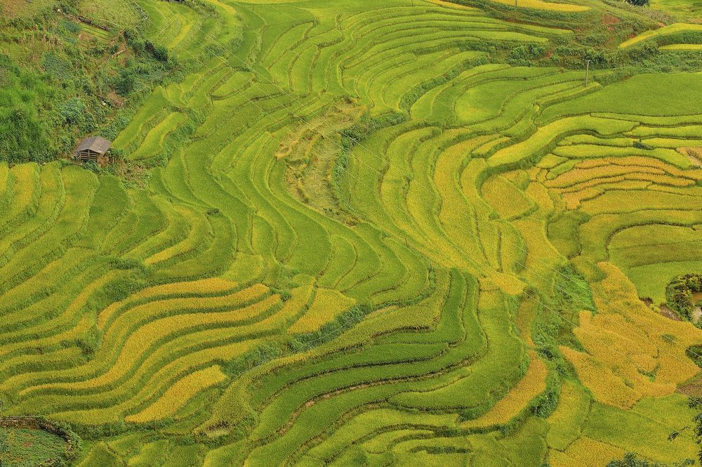 Wave of rice terrace