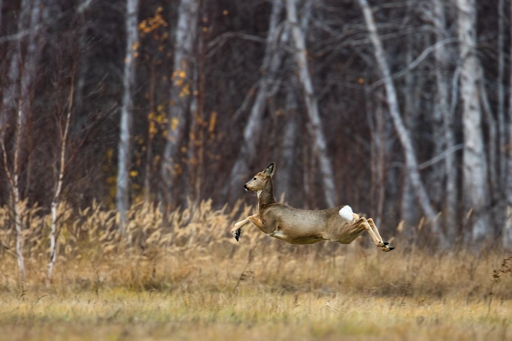 Уборка шасси...Полет нормальный, курс на кусты