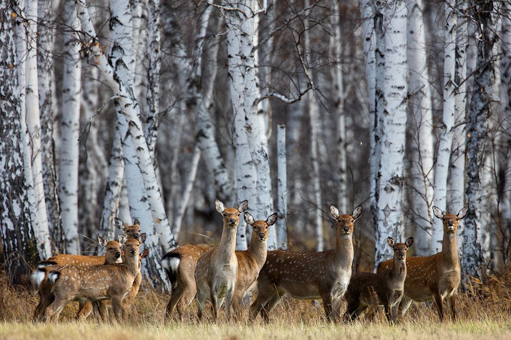 Пятнистые переселенцы