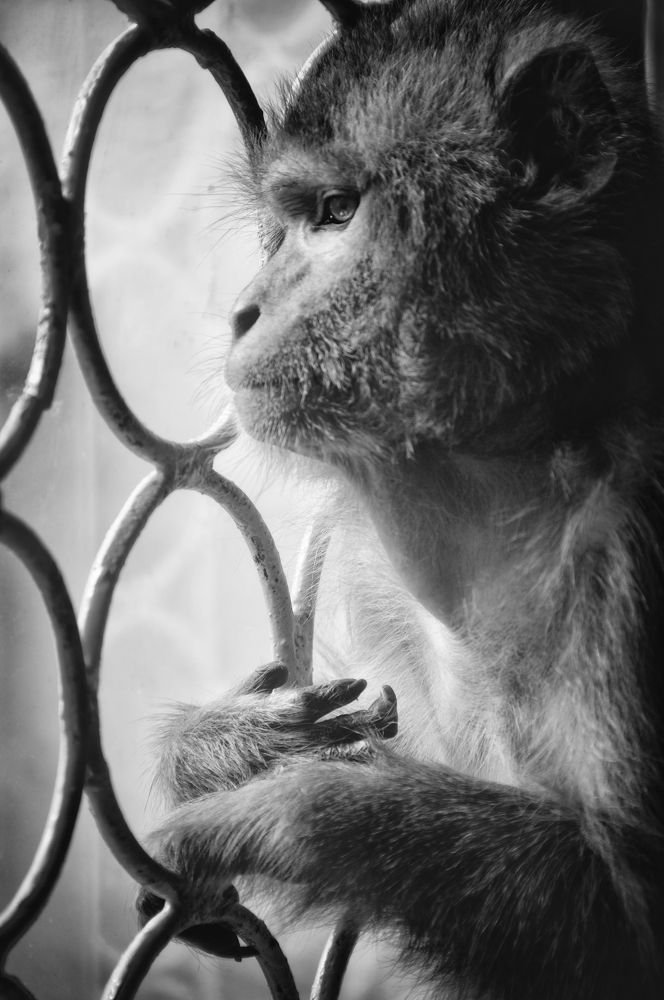 Наблюдатель