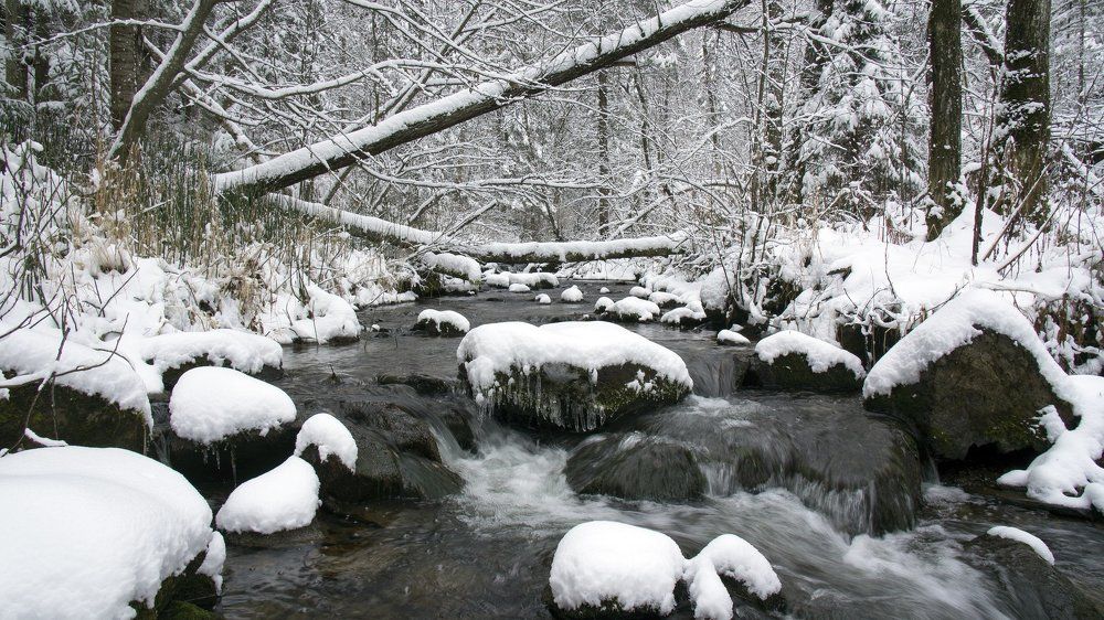 Таежный ручей