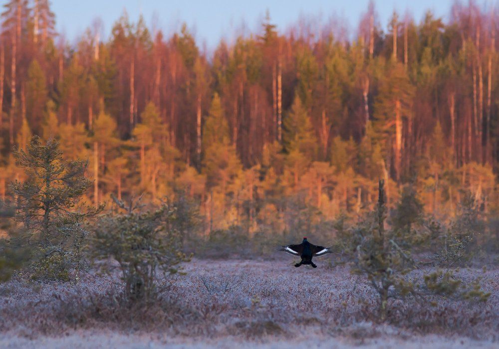 Тетерев, который мечтал стать бабочкой
