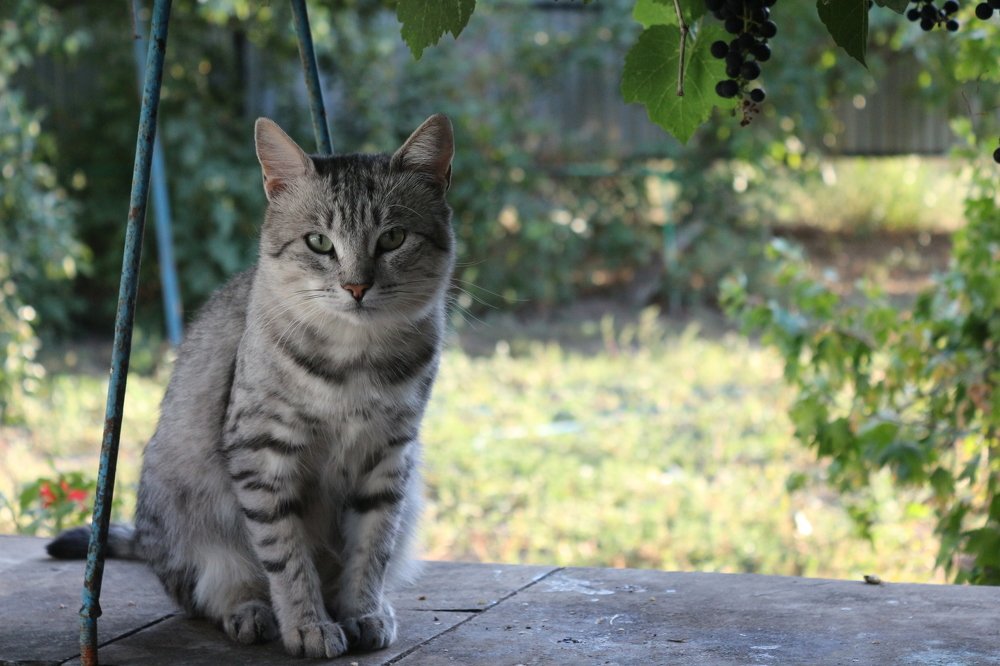 Важная персона