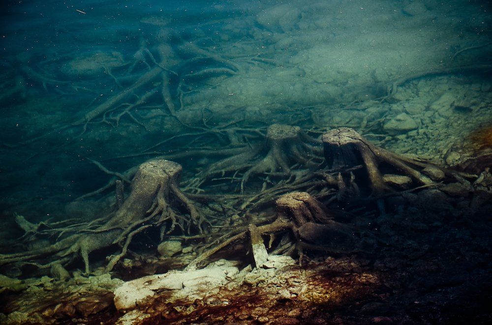 Когда деревья были большими