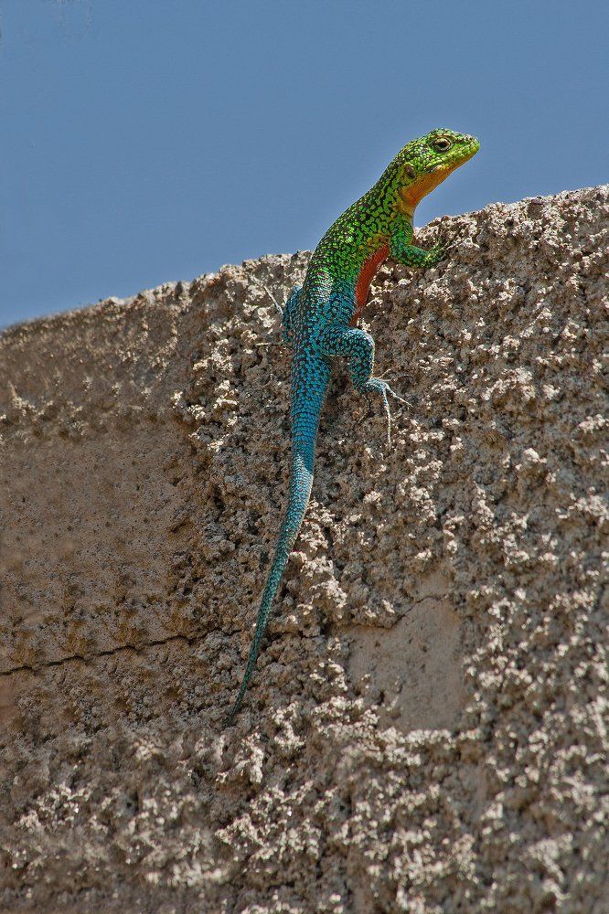 Lizard in my garde. (Liolaemus tenuis). Chile