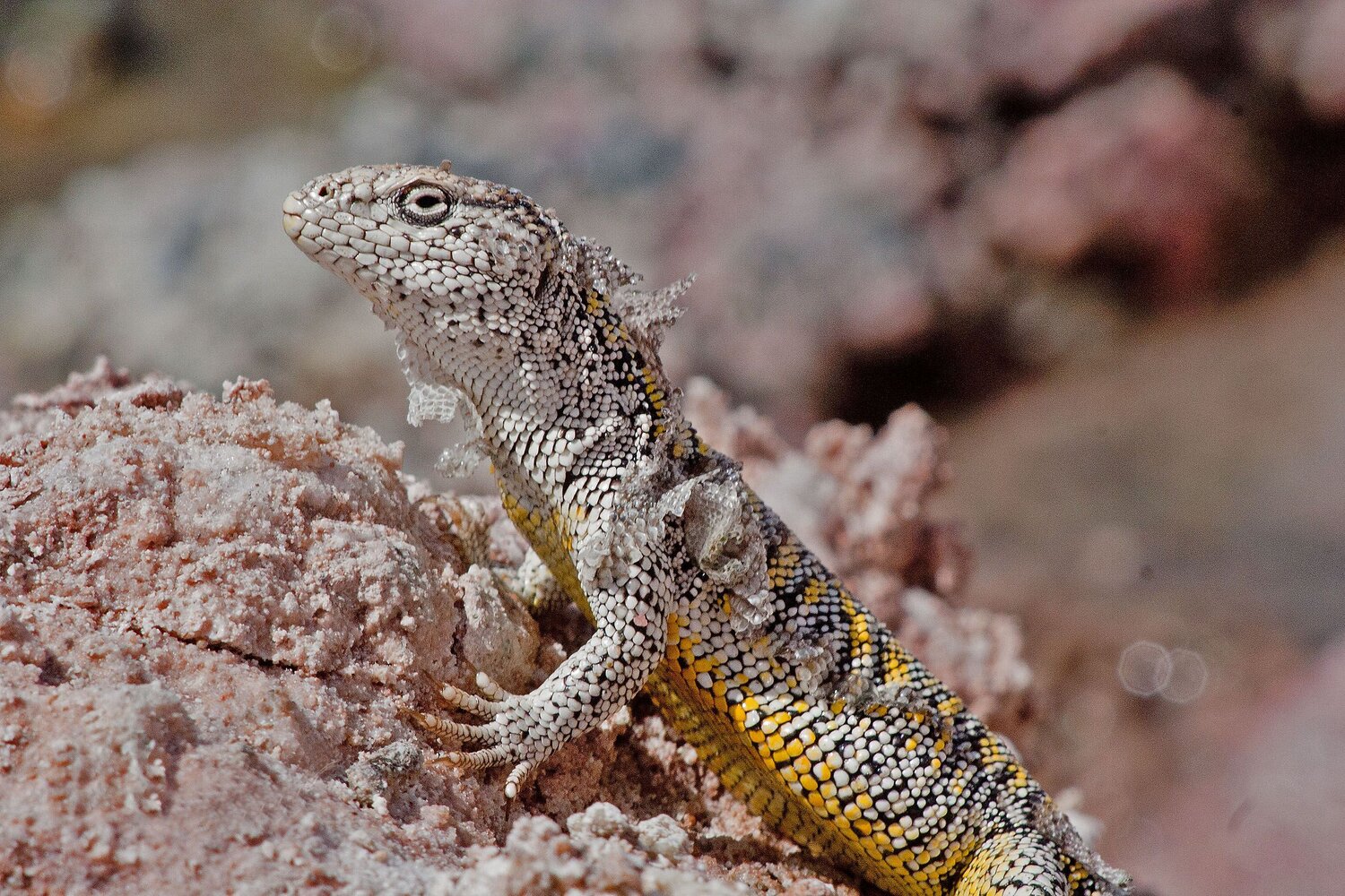 Atacama Salt Flat Lizard (Liolaemus fabiani). Chile