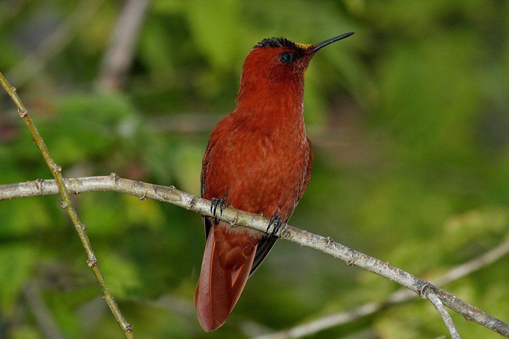 Juan Fernandez Firecrown (Sephanoides fernandensis).