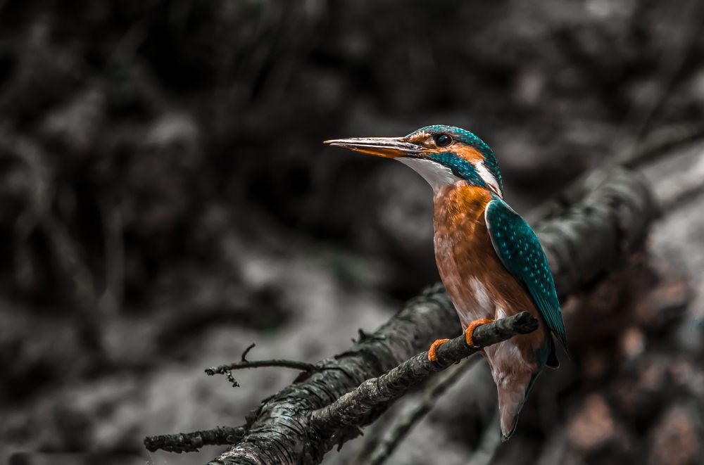 Как выделится из серой массы? Уроки от зимародка.