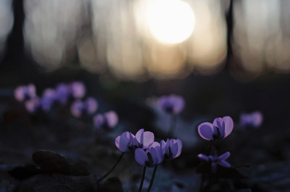 Весенний закат