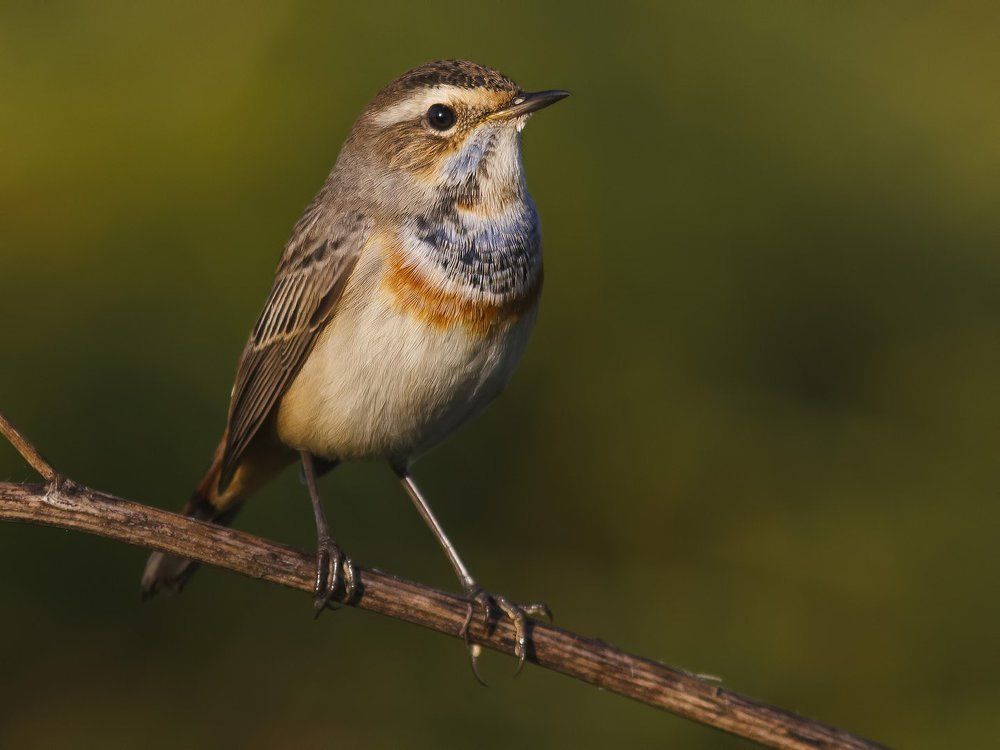 Bluethroat.