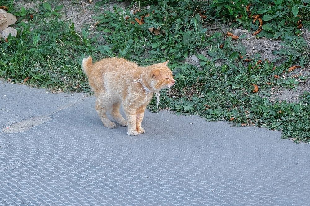 Рыжий кот