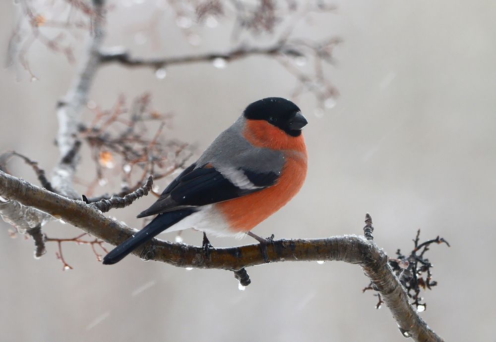 Мартовский снегирь..)