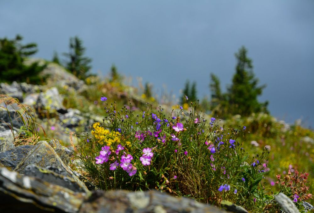 Букет-целитель