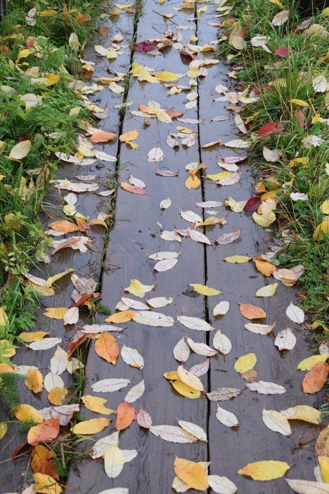 Утро.Дождь.Ночные "письма"