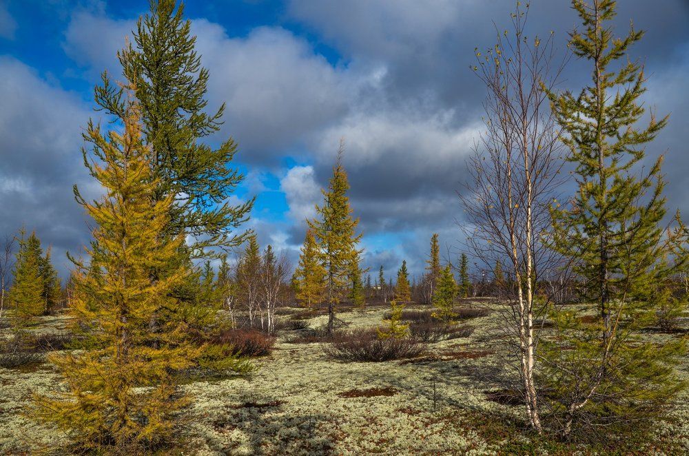 Лесотундра