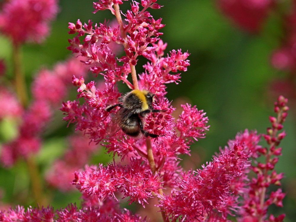 "Как жену чужую,обнимал ... астильбу"