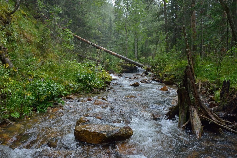 Дождливый день в южноуральской тайге