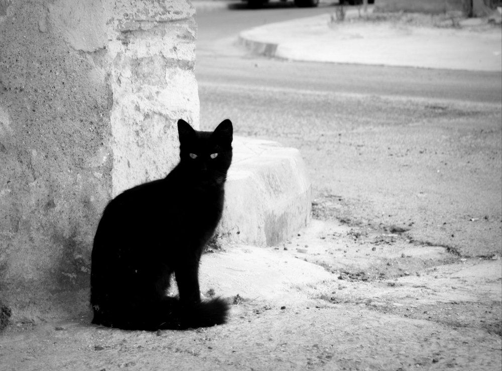 Говорят, не повезет, если черный кот..
