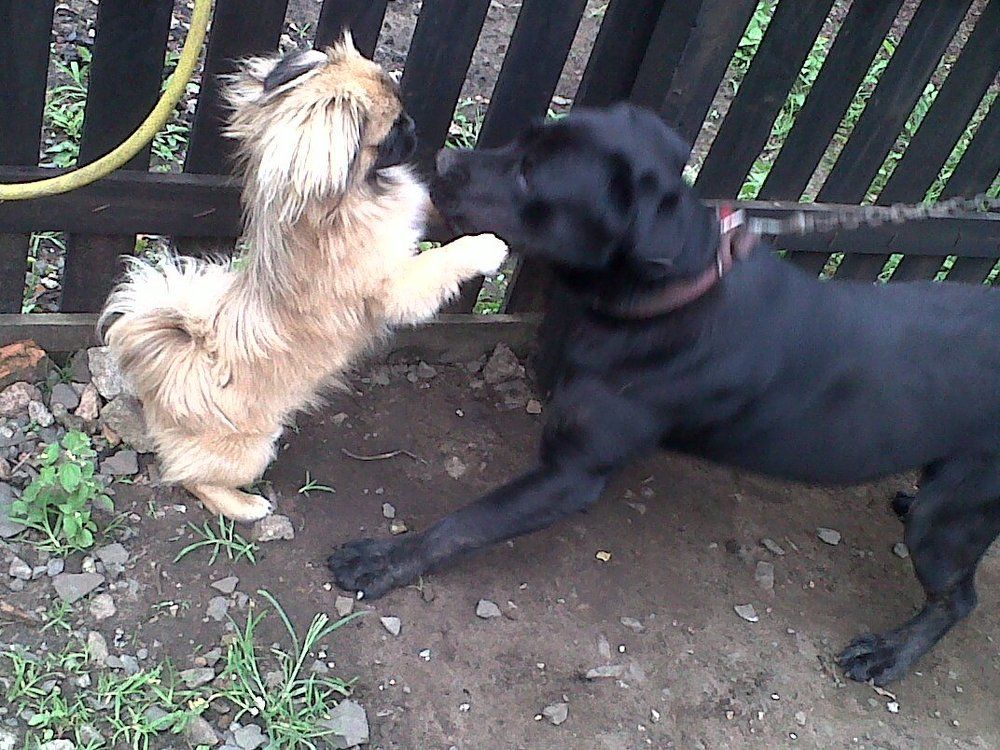 Pequinês (Thor) em visita a sua amiga Nina (Labradora).