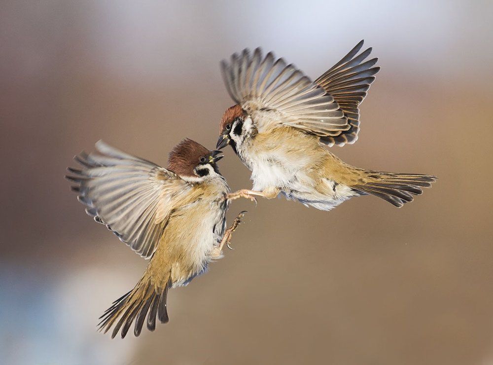 воздушный поцелуй!