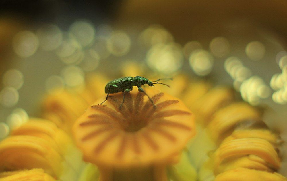 Путешествие по звездам