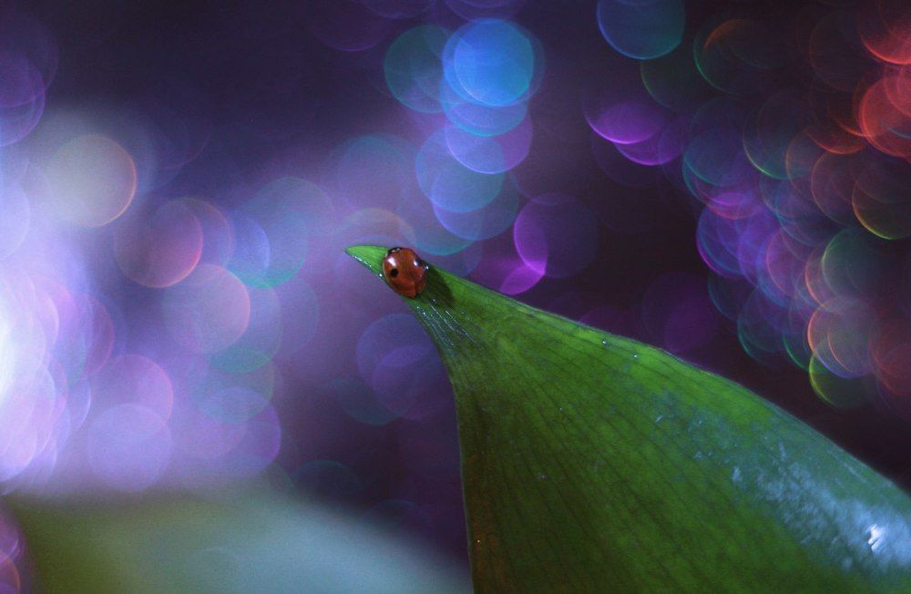 Космические сны