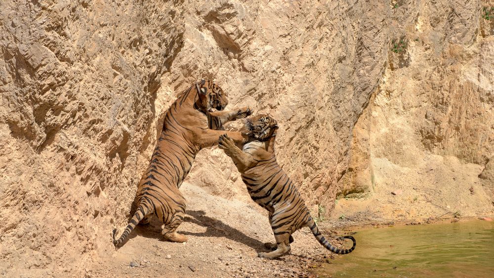 Кошки ... кошки