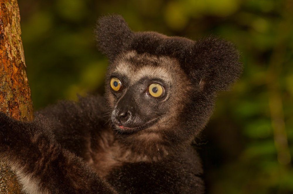 Индри индри