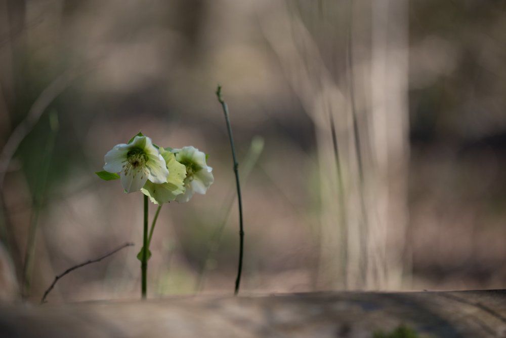 Одинокий морозник