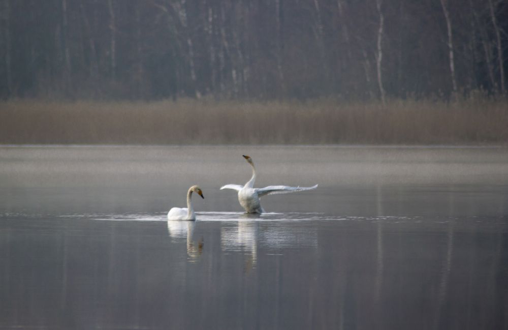 Объяснение в тумане