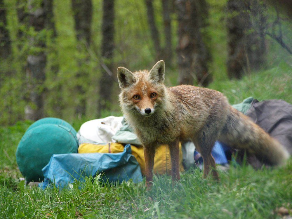 Рыжий ревизор