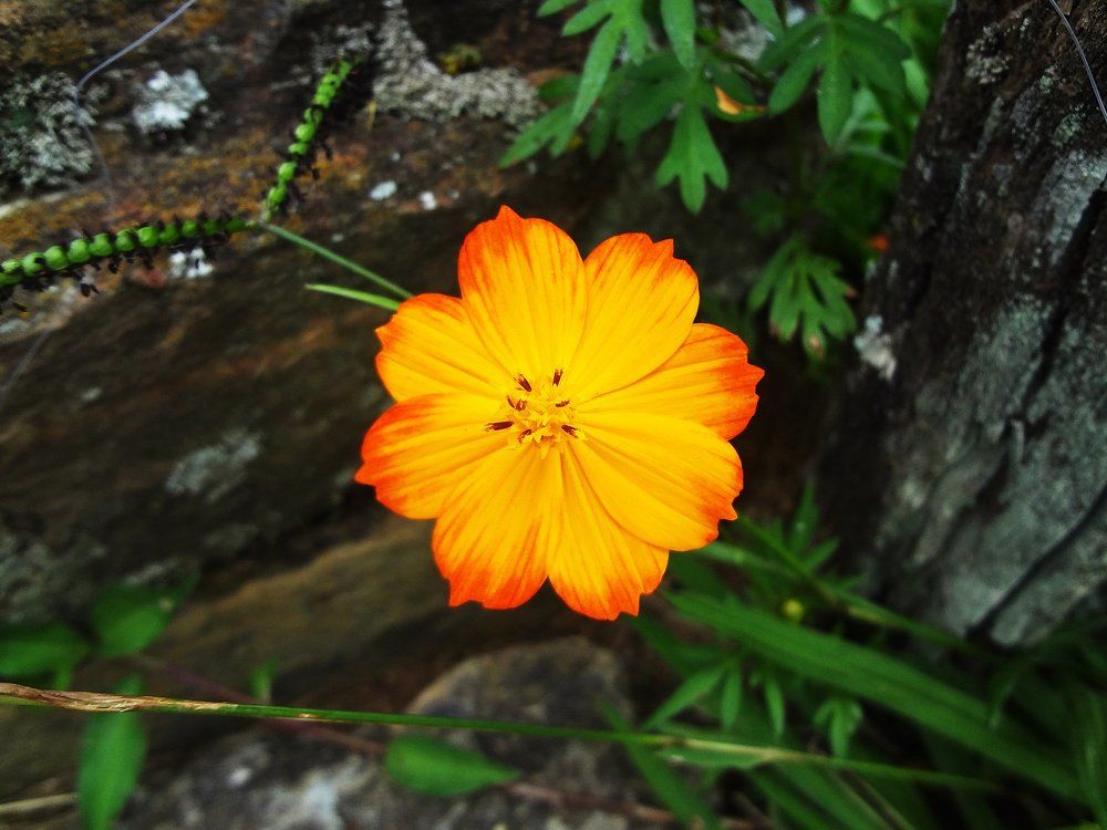 Flor Cosmos / Cosmos Flower