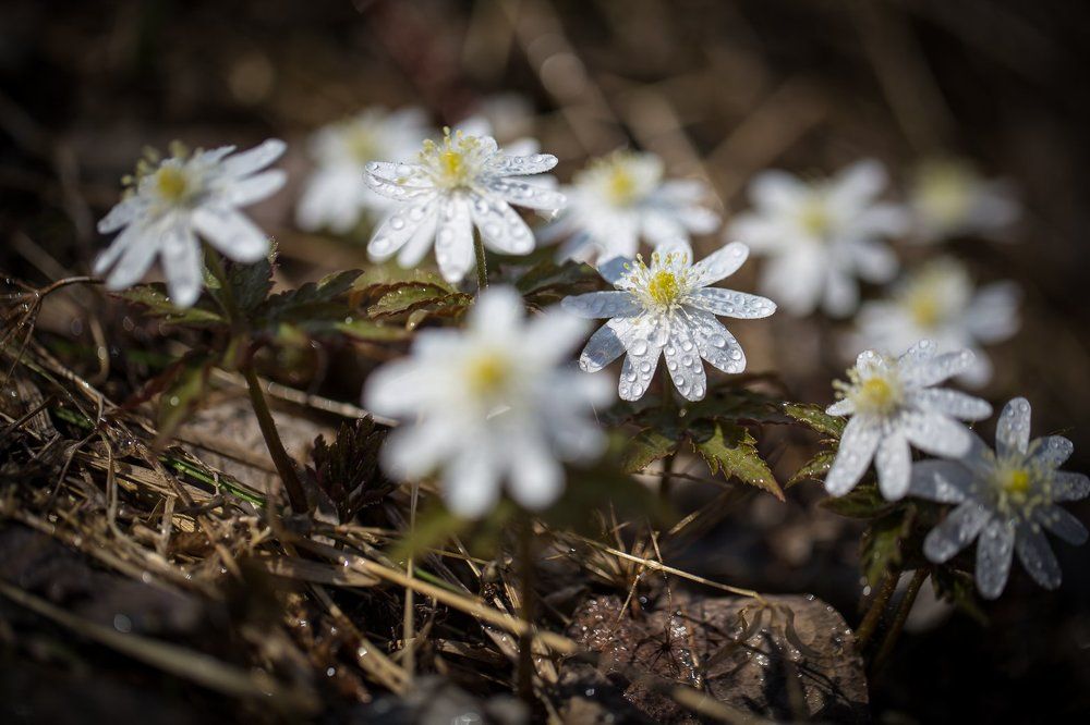 Первоцветы