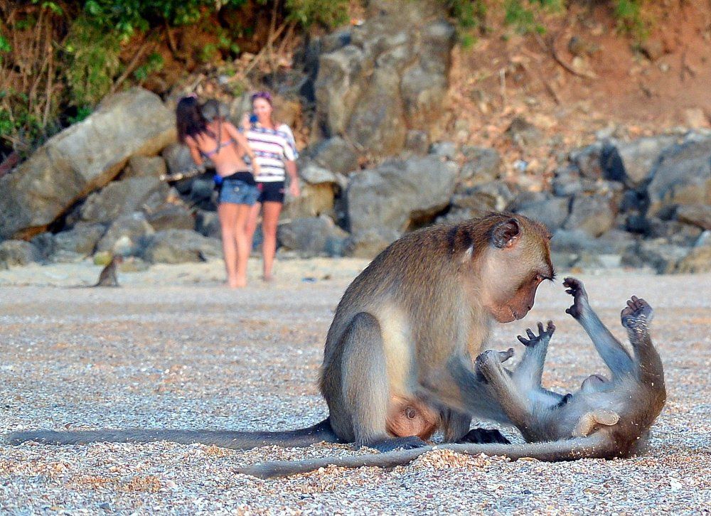 Люди смотрят на приматов, приматы смотрят на людей.