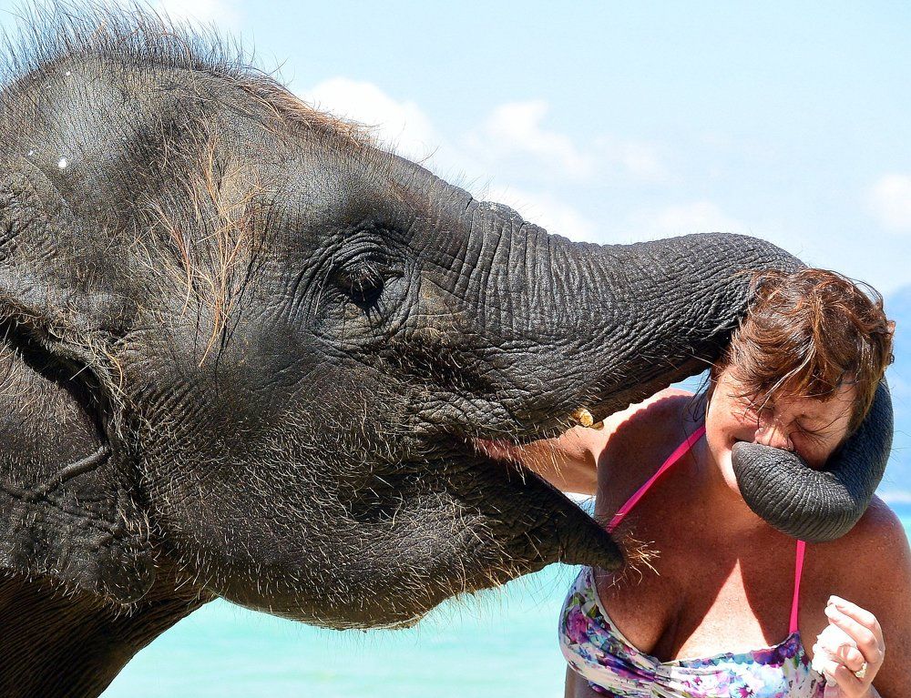 Поцелуй слоника