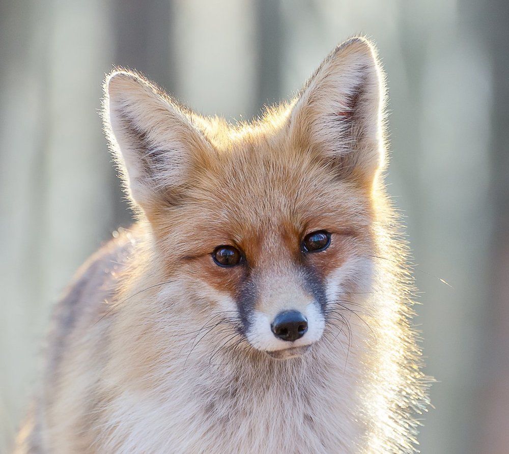 Улыбнись, пожалуйста